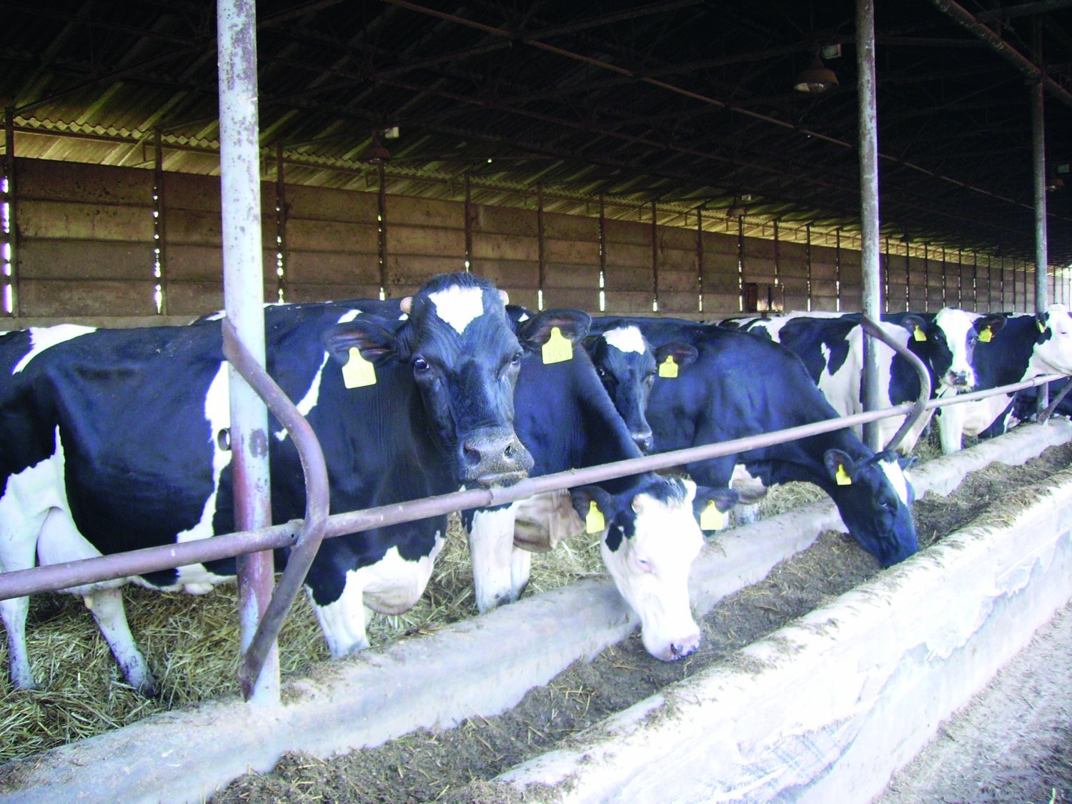 Excellence dans l'élevage laitier : Avec environ 650 vaches et un système intégré de production d'aliments, HÓDAGRO garantit une qualité premium, la transparence et la sécurité nutritionnelle à long terme