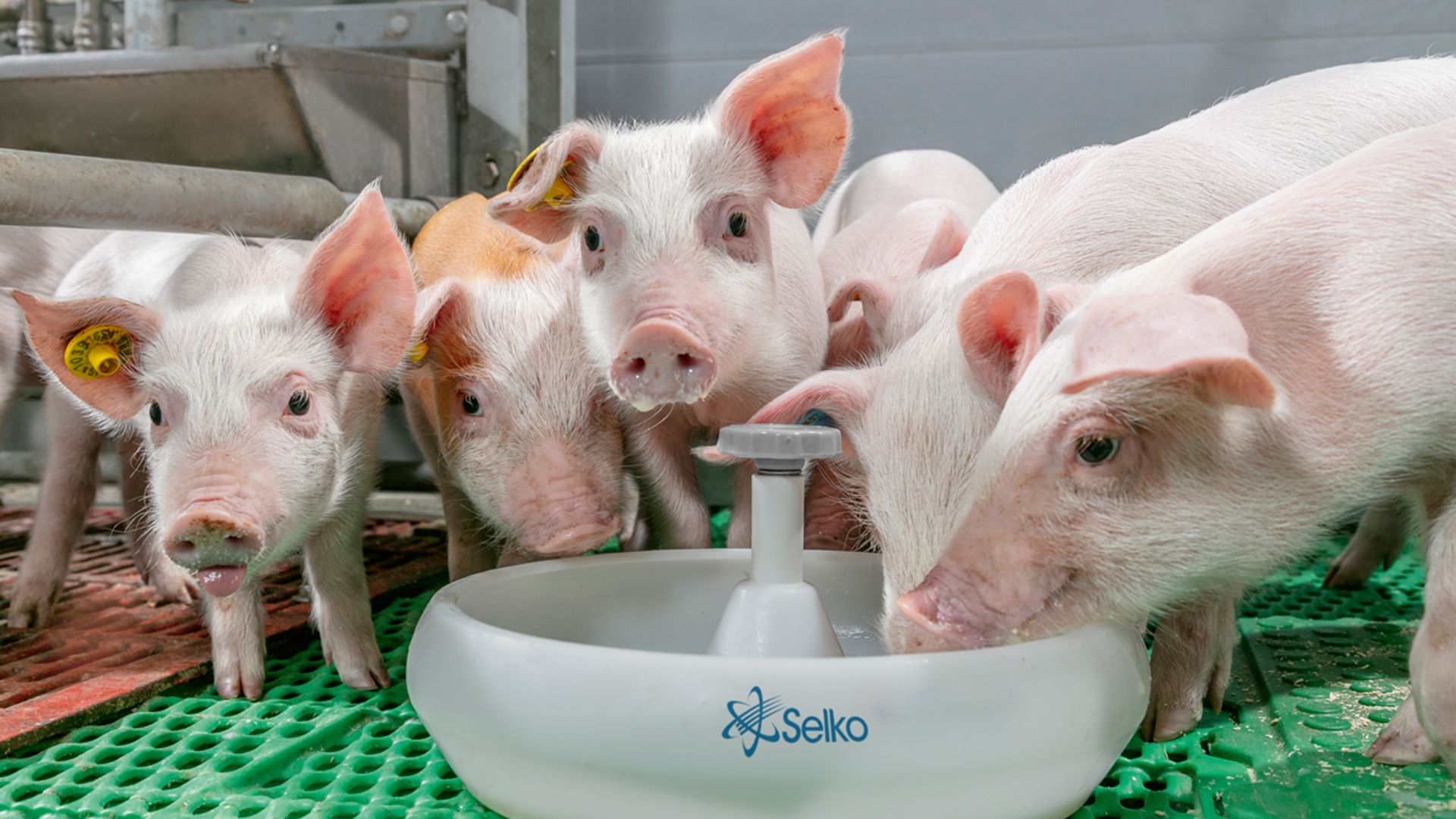 Trouw Nutrition Deutschland GmbH Ferkelaufzucht