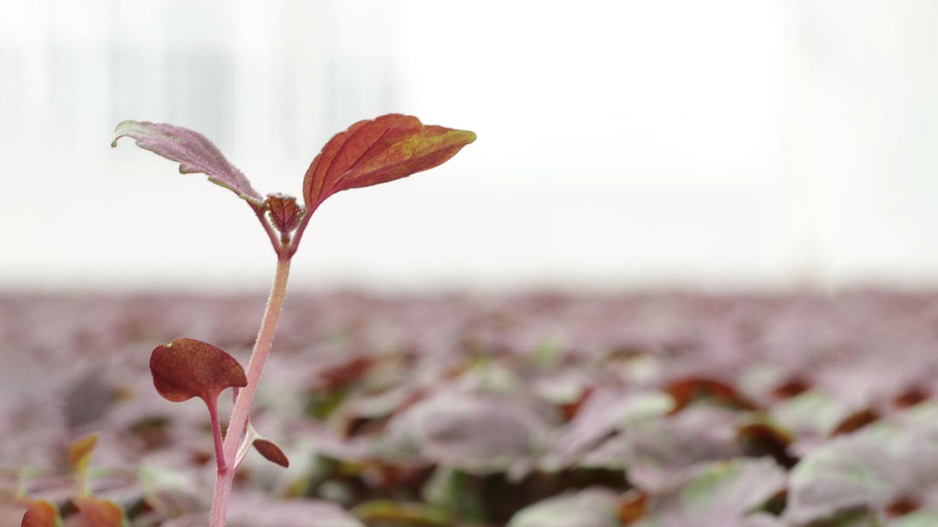 Koppert Cress Shiso Purple Cress