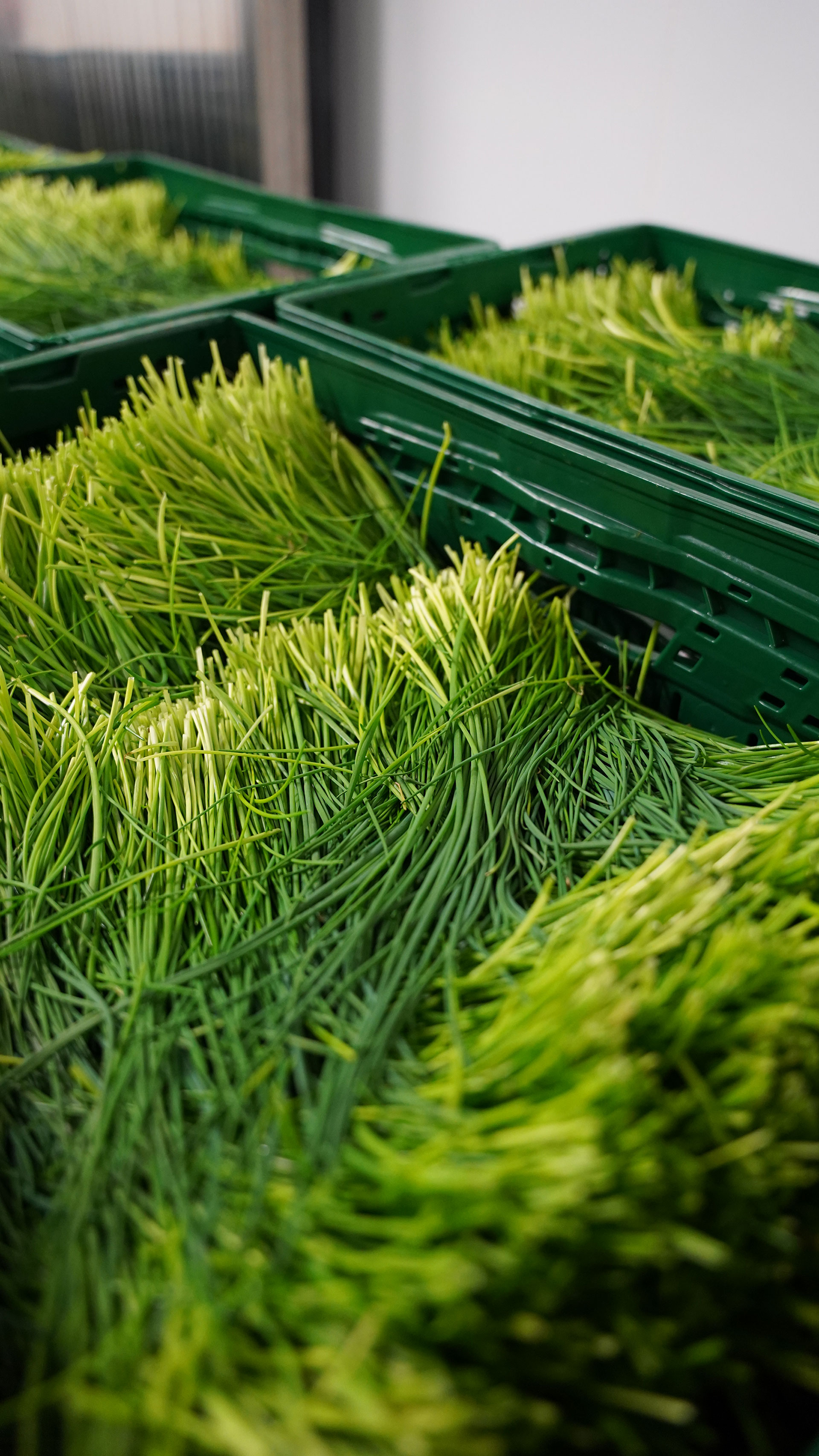 Petri Delicacies Fresh Herbs