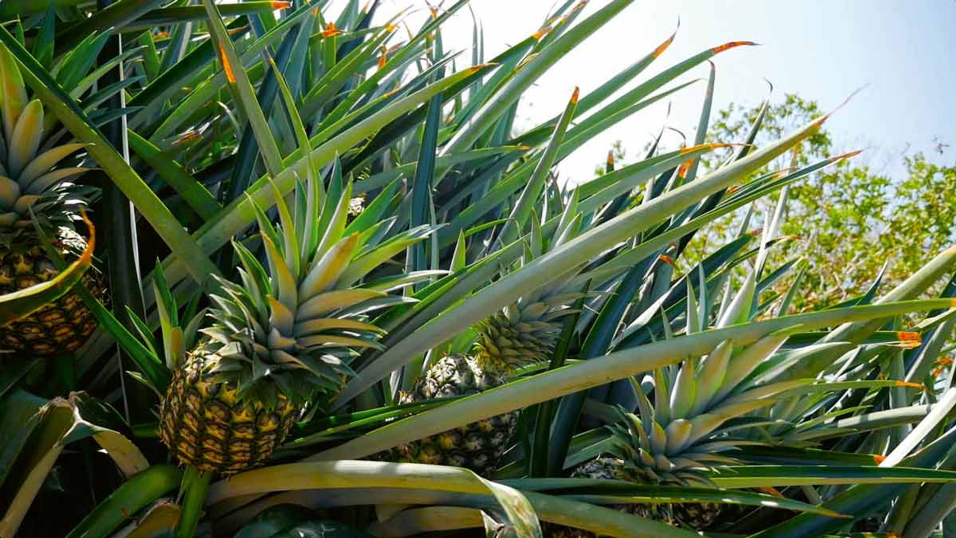 Cultivo de piñas de Fyffes International