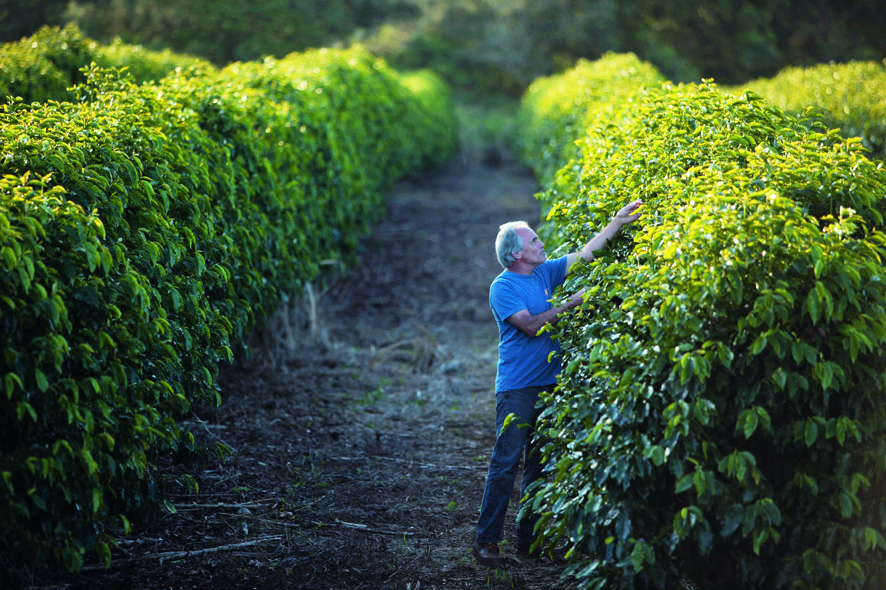 Care you can taste: a coffee grower inspecting coffee cherries