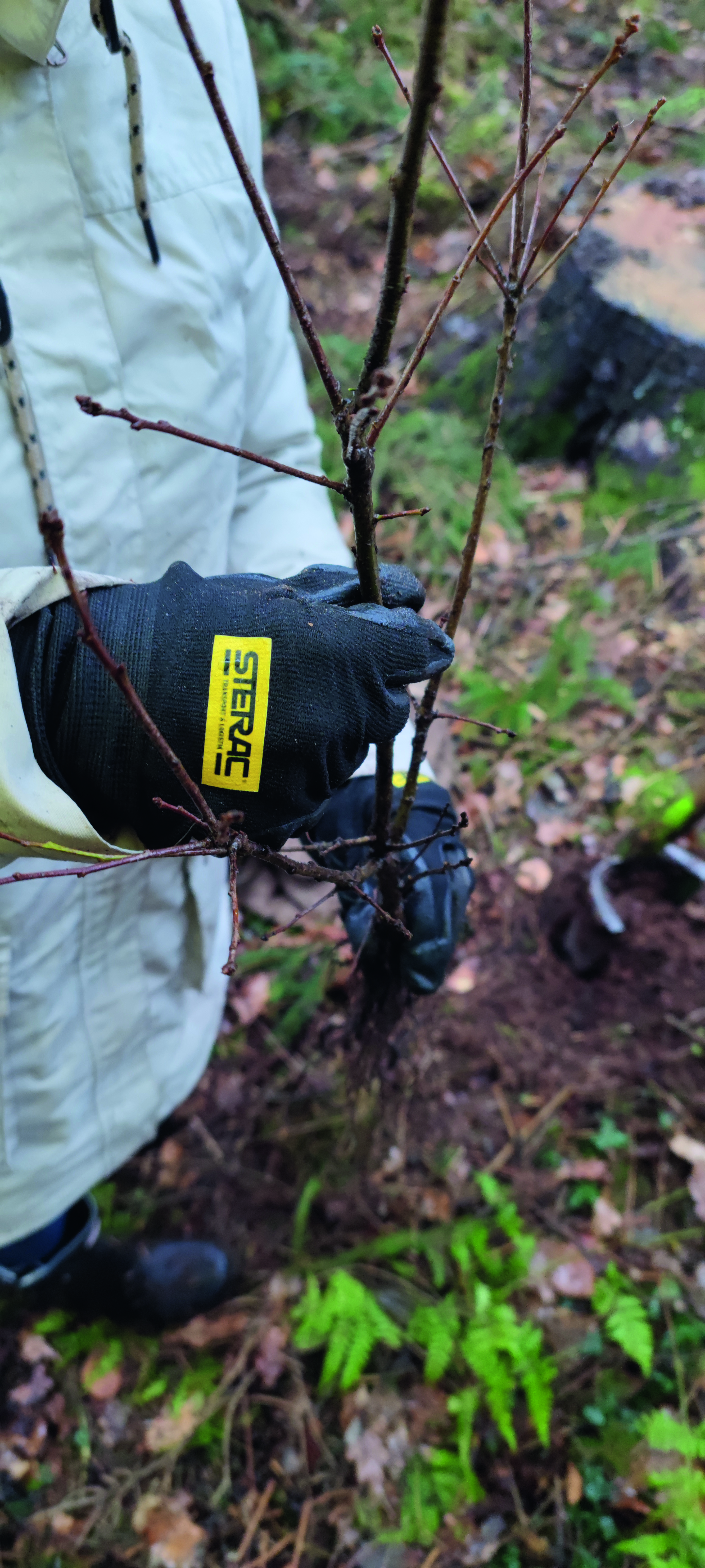 STERAC Transport & Logistik GmbH plante des arbres