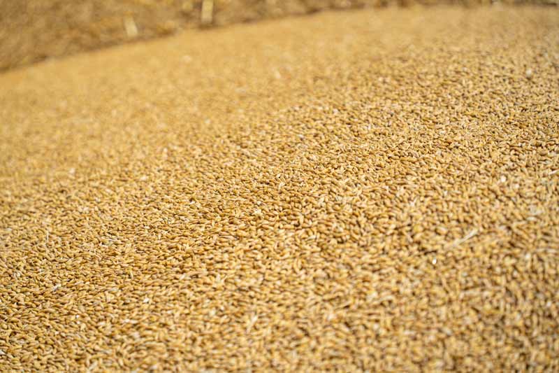 Cebada de invierno Nordsaat