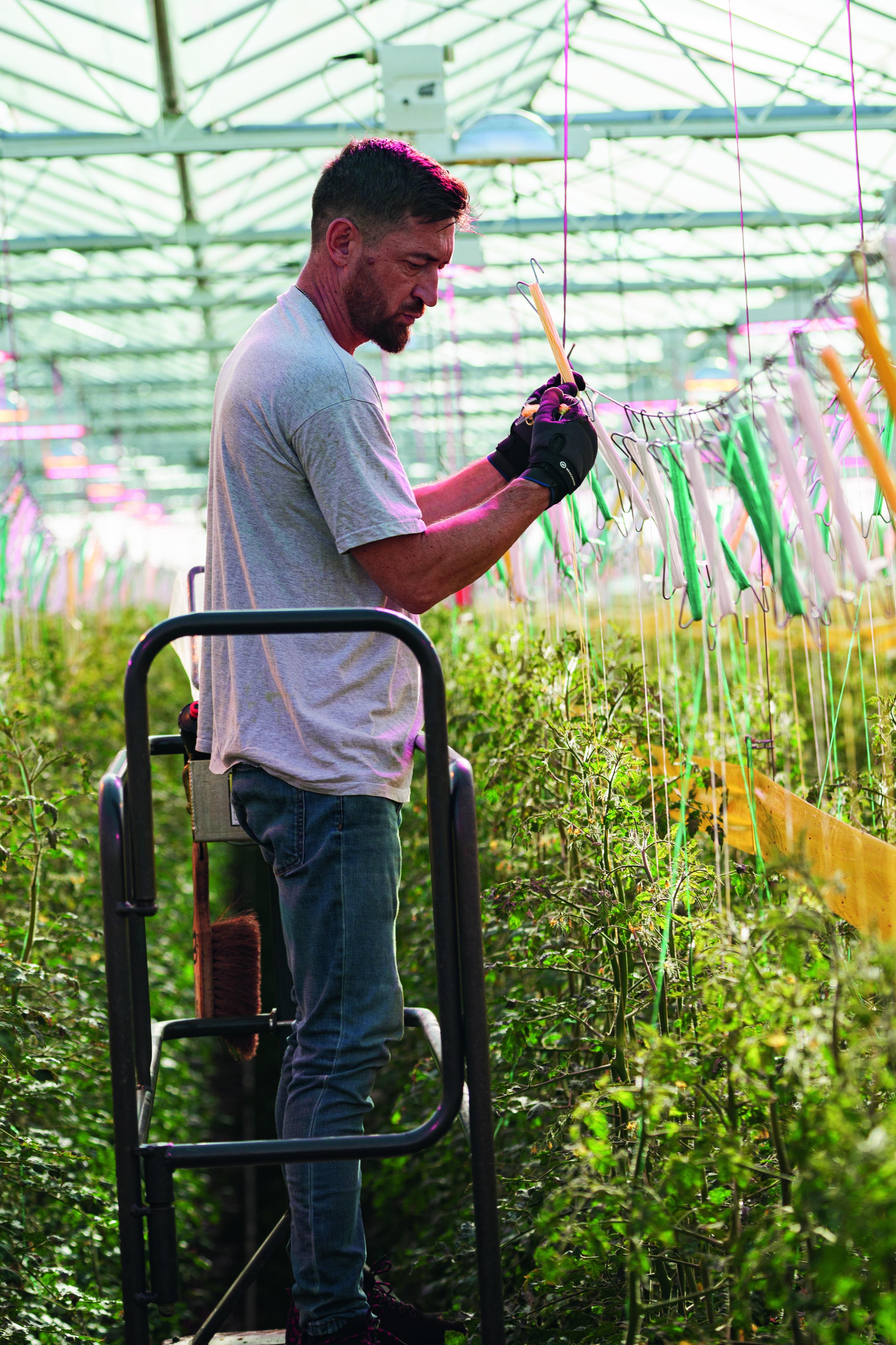 La horticultura y el cultivo en invernadero son algunos de los sectores comerciales más importantes de People21