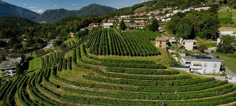 Tamborini Carlo szőlőskertjei Comanoban