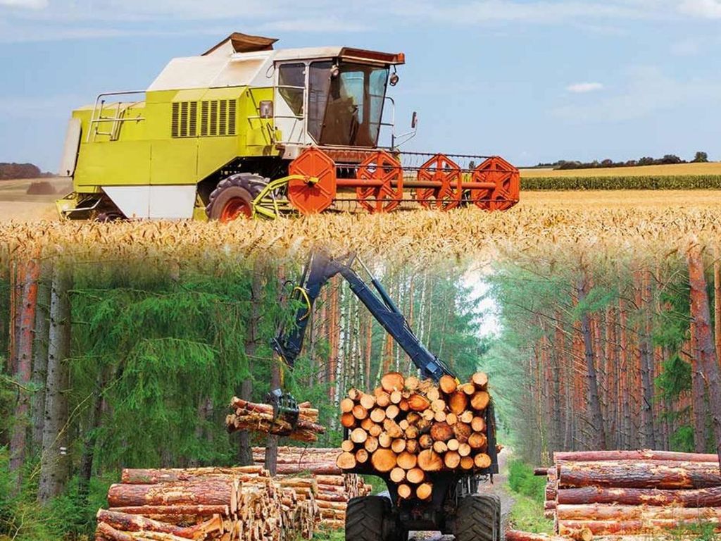 Mezőgazdaság és erdőgazdálkodás