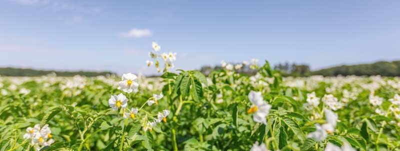 Vue Royale Avebe sur un champ de pommes de terre