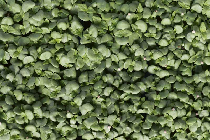 Koppert Cress Shiso Green Cress