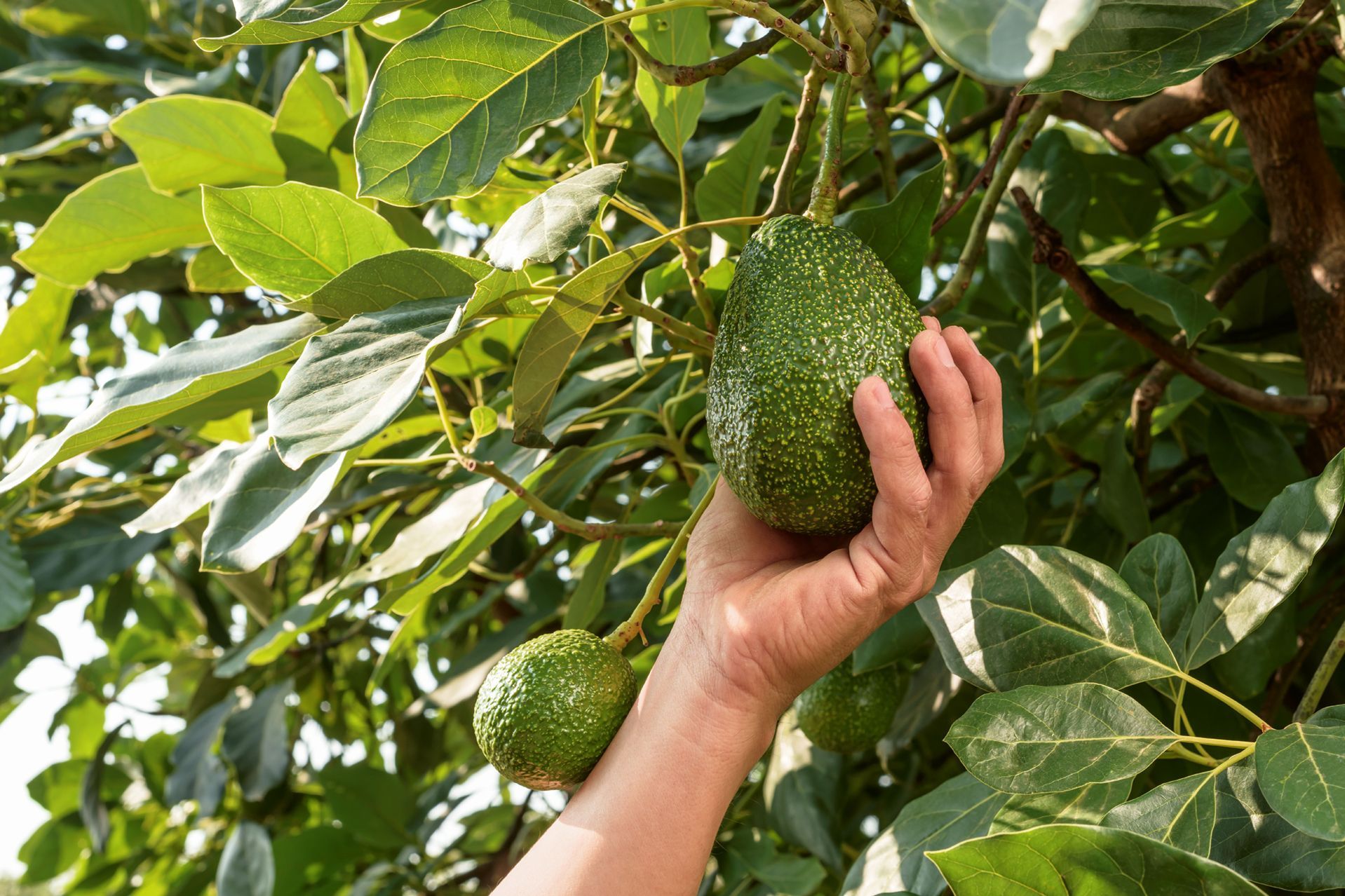 Agora America GmbH Aguacate