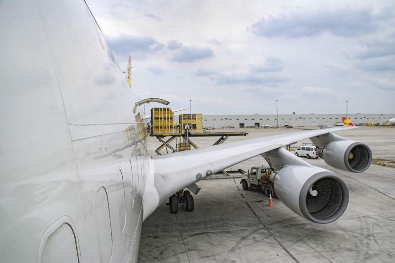 TOPIGS - Animali da allevamento particolarmente preziosi vengono trasportati in aereo in tutto il mondo