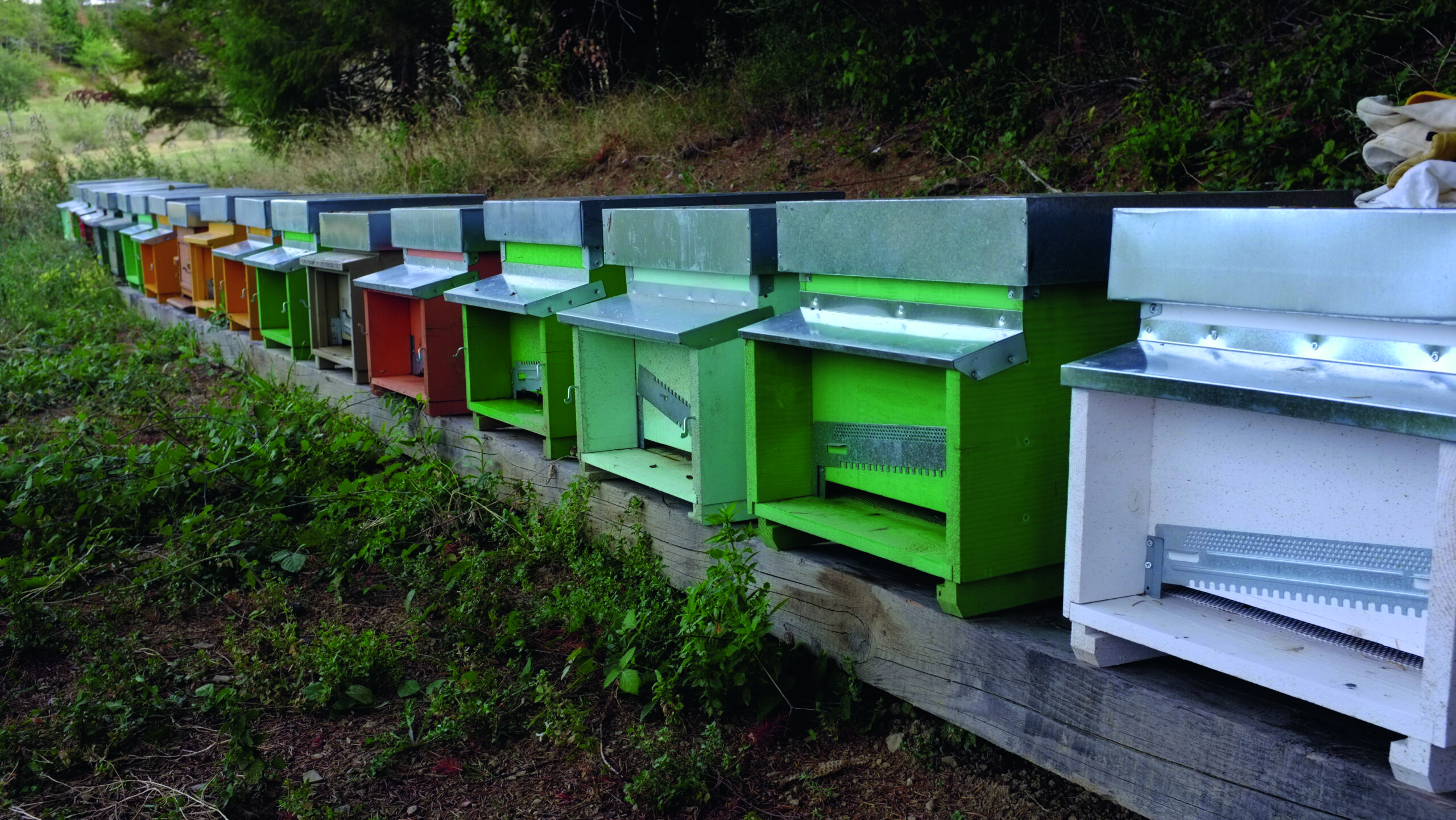 Nachhaltige Bienenhaltung in der Praxis – lebhafte Bienenstöcke spiegeln ein lebendiges Ökosystem wider