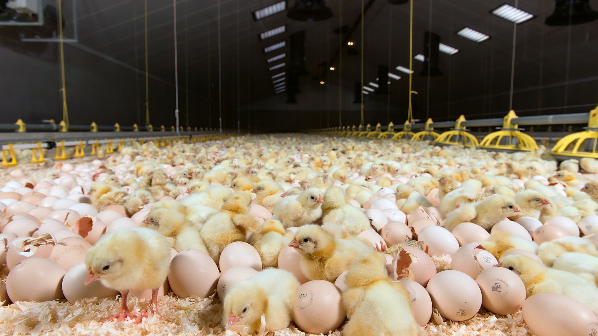 Forradalom kikeltetése