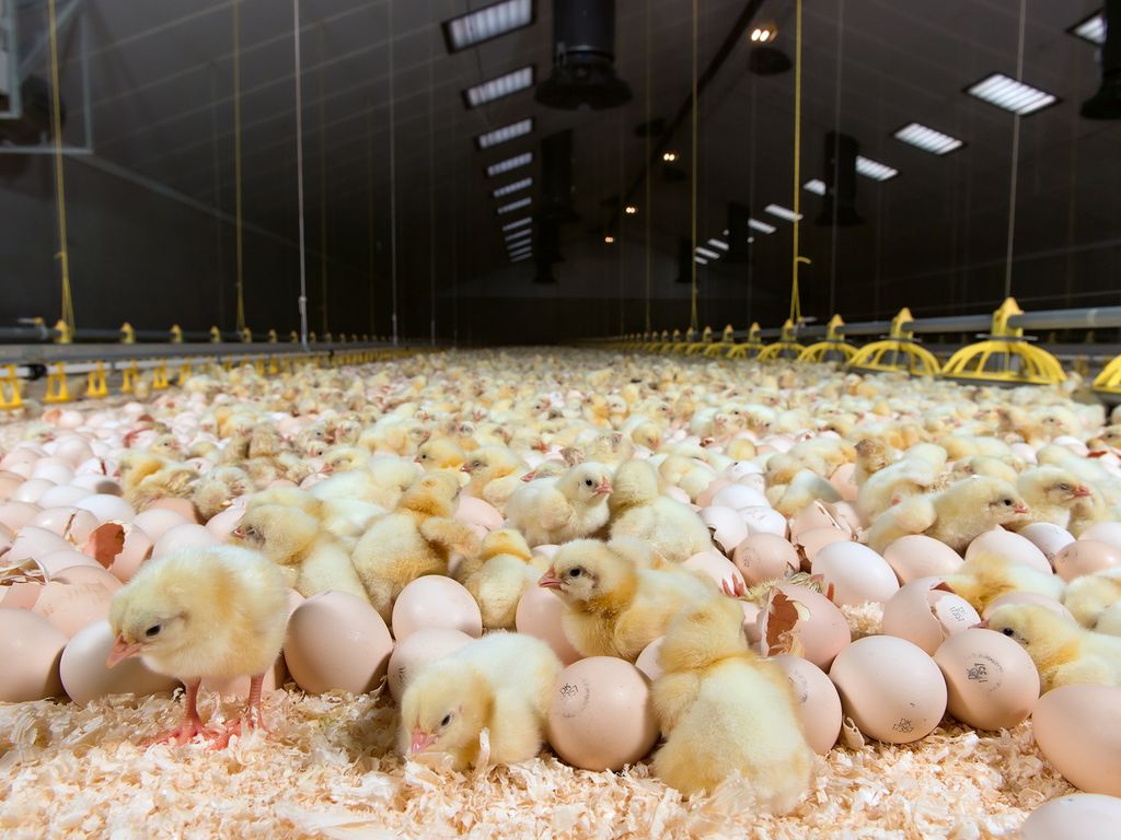 Covando una Rivoluzione