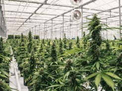 Canopy Growth Germany GmbH Medical Cannabis