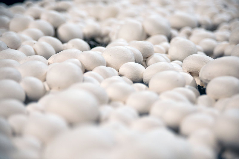 Pilzhof Pilzsubstrat Wallhausen Galerie