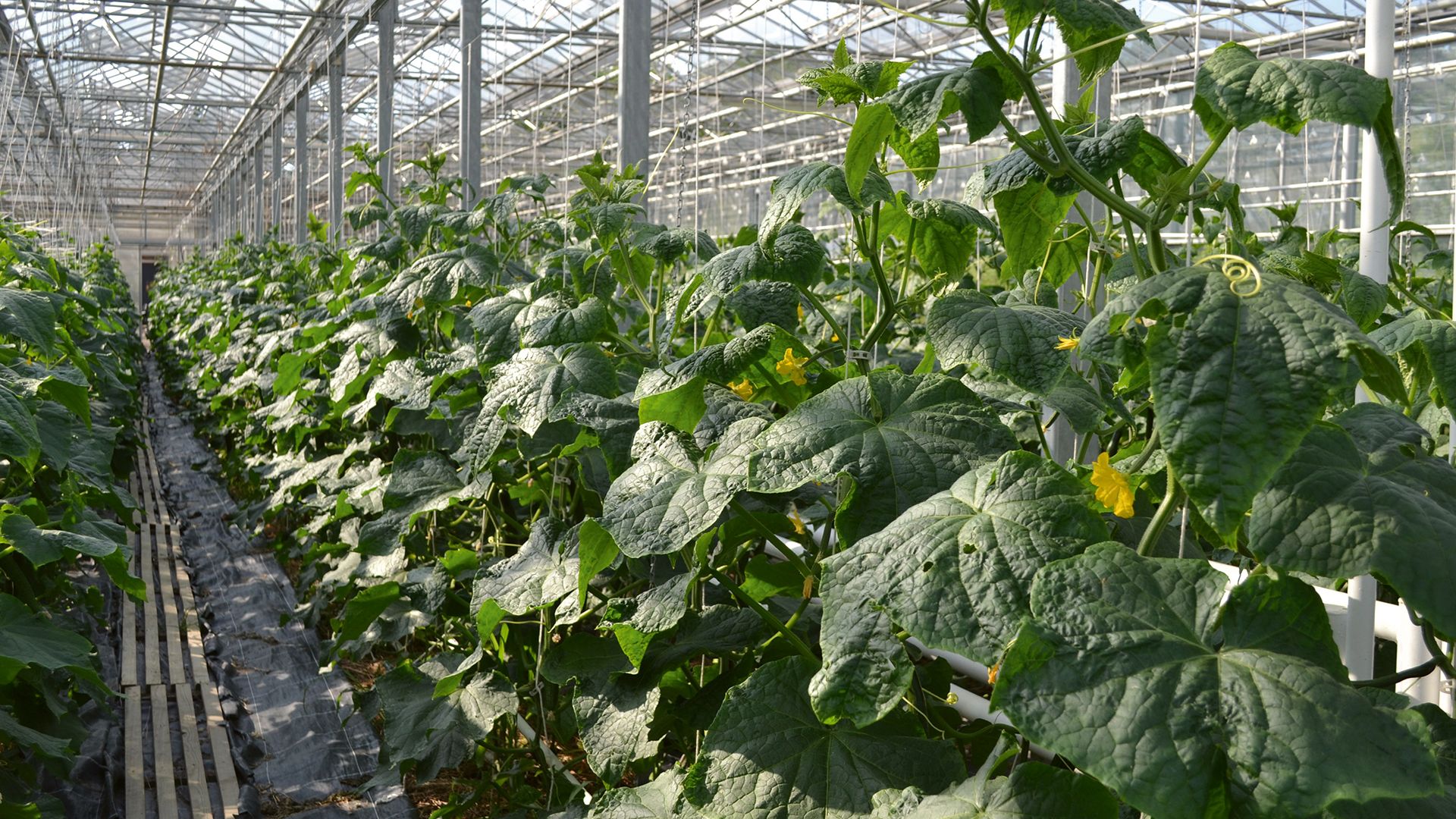 Z sercem, rękami i postawą