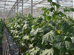 Höhenberger Biokiste GmbH, Variedad Fresca