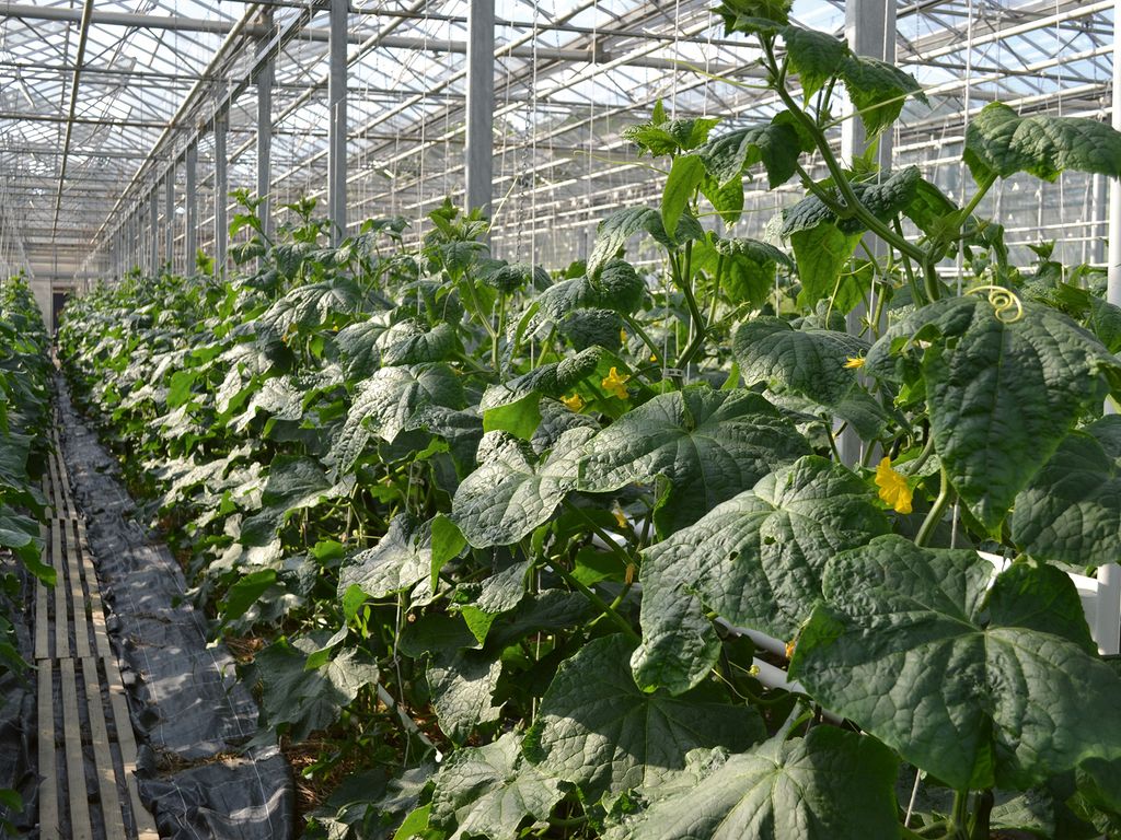 Met Hart, Hand en Houding