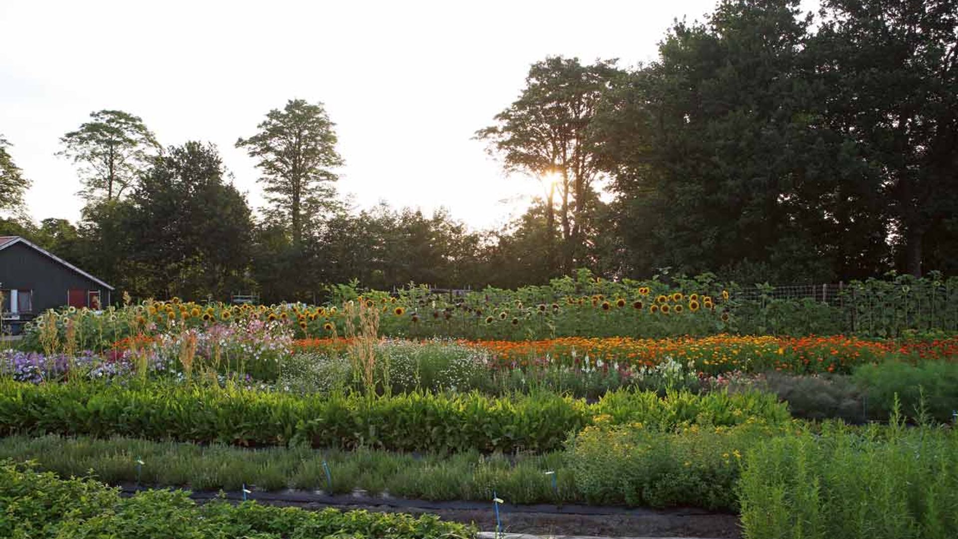 Tuinplus - Testtuinen van het moederbedrijf Pieterpikzonen