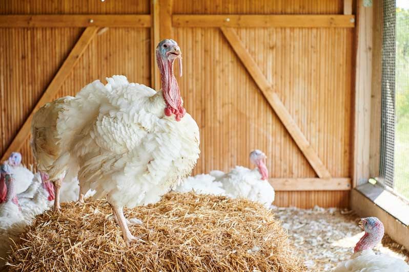 HEIDEMARK Turkeys in the Barn