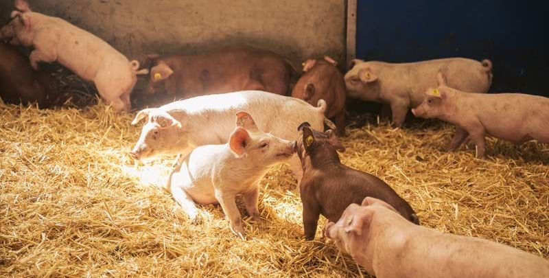 Maiali TOPIGS nella stalla