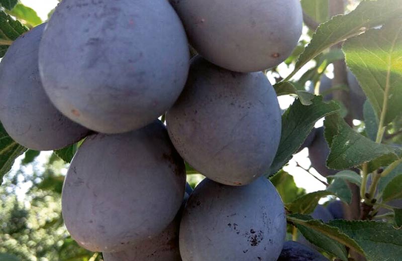 Ciruelas EgeSun