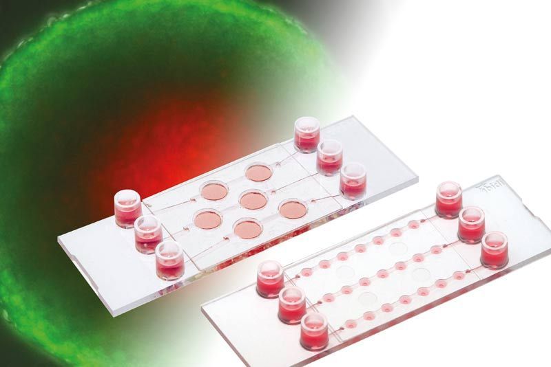 Systèmes ibidi pour cultures cellulaires 3D