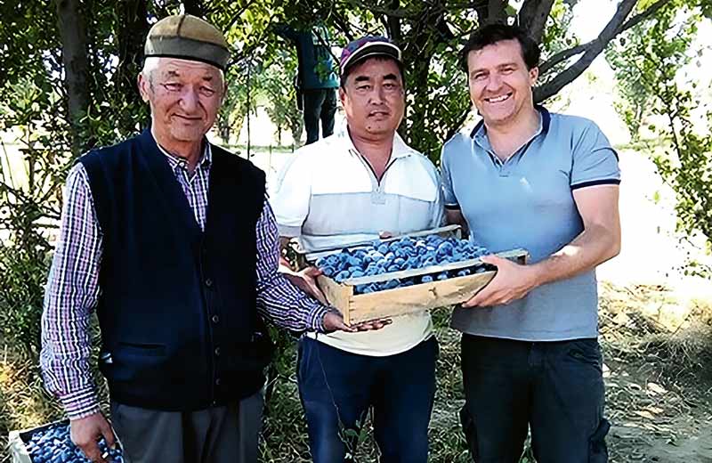 Cosecha de Ciruelas de EgeSun