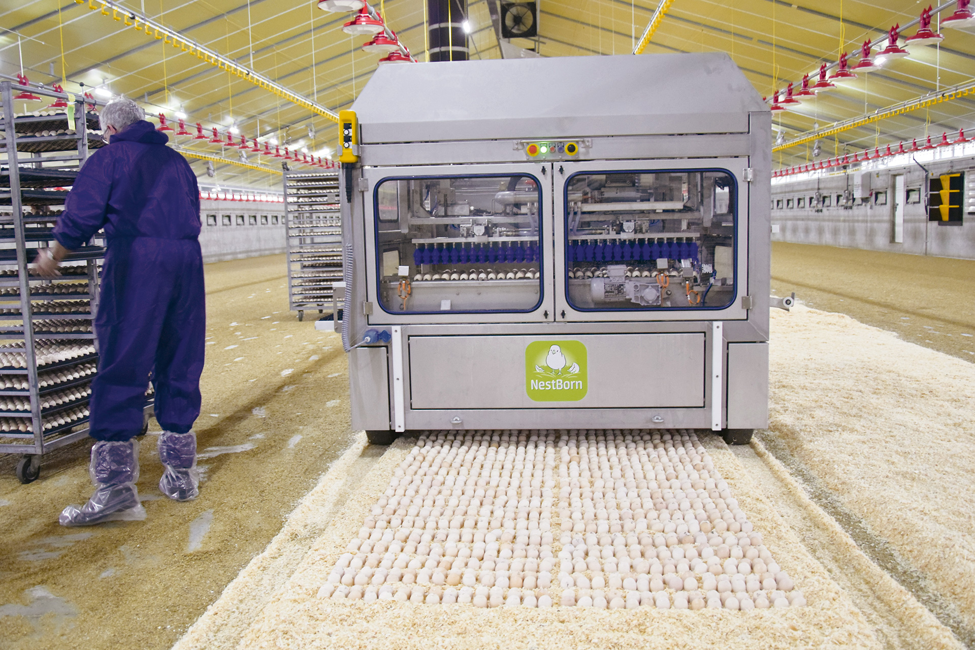 Egy saját fejlesztésű tojáscserélő gép segítségével a előre inkubált tojásokat gyorsan, de óvatosan helyezik el a nevelőházban