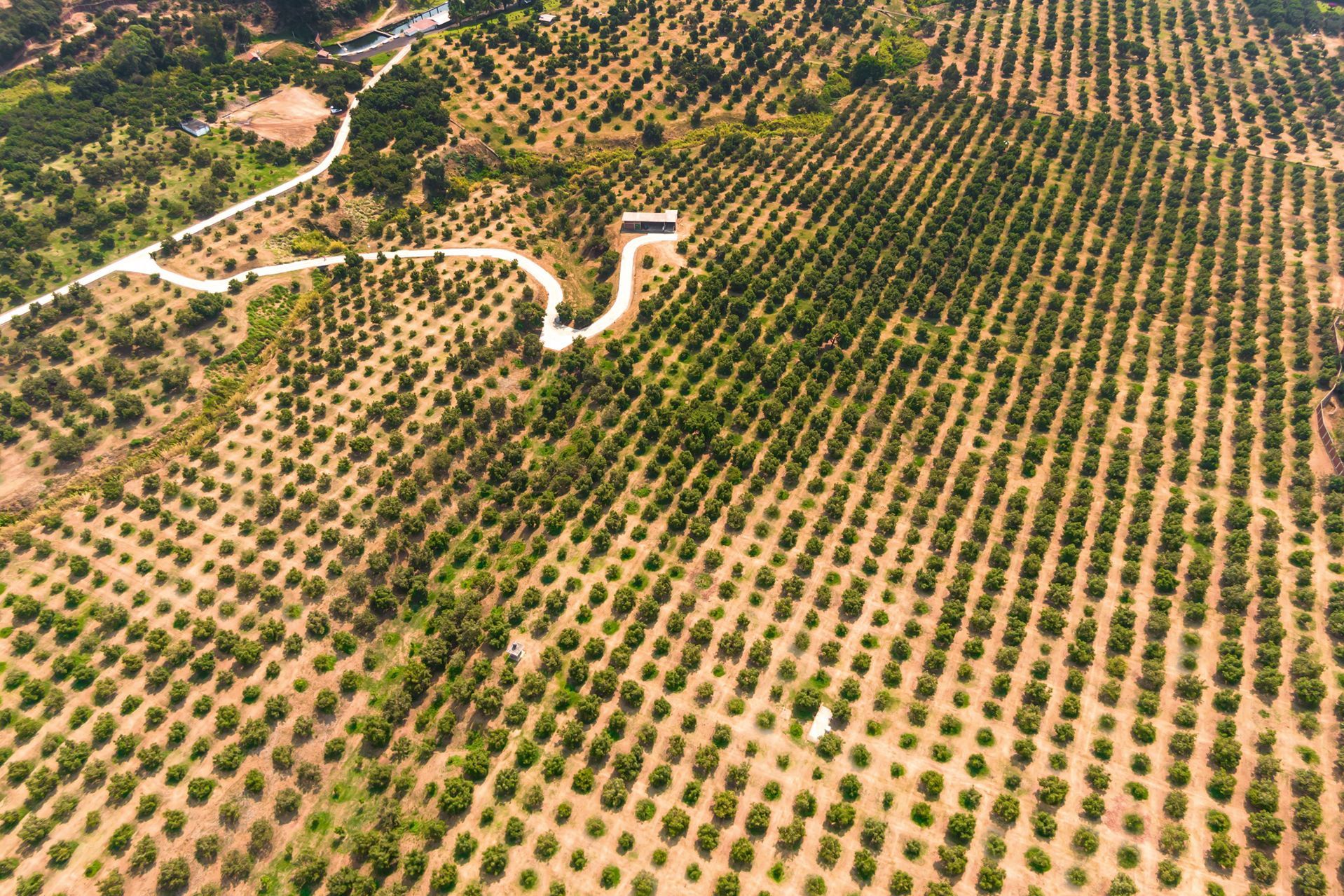 Agora America GmbH Producción de Aguacate