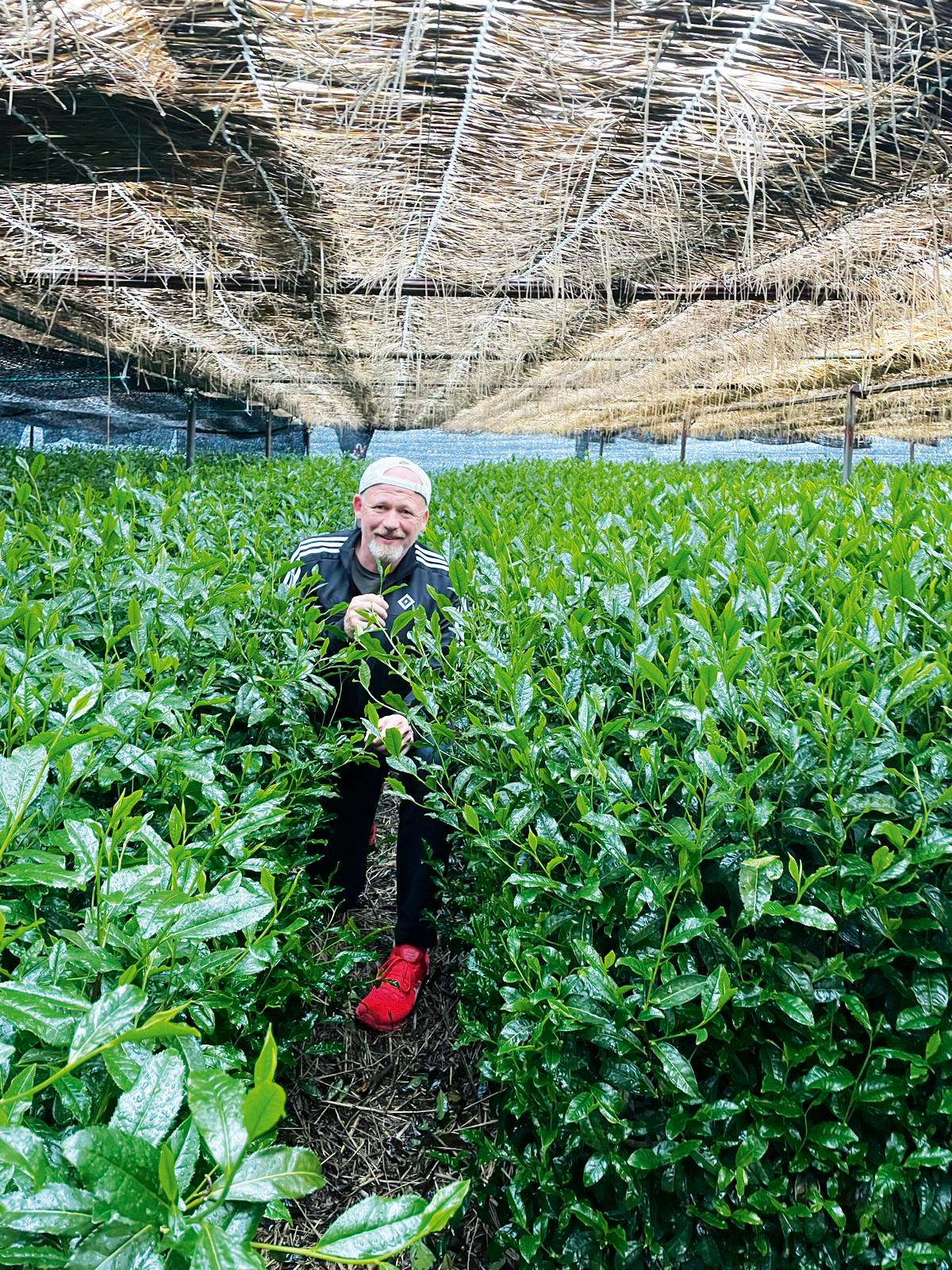 The Tea Company GmbH & Co. KG Tea Cultivation