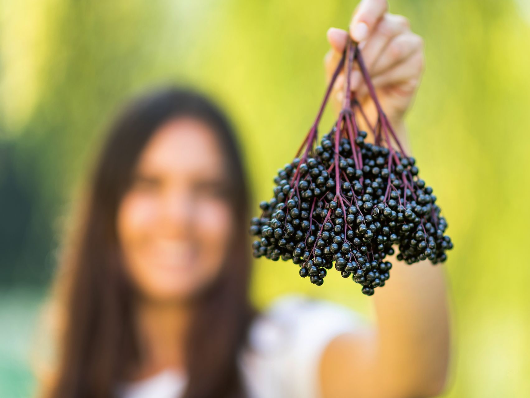 Iprona Hengersberg KG Bodza