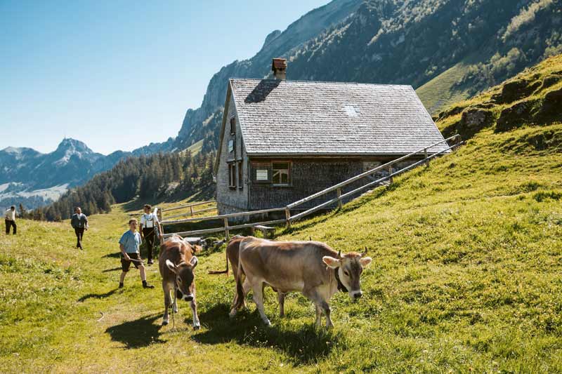 Güntensperger Kaas Alm
