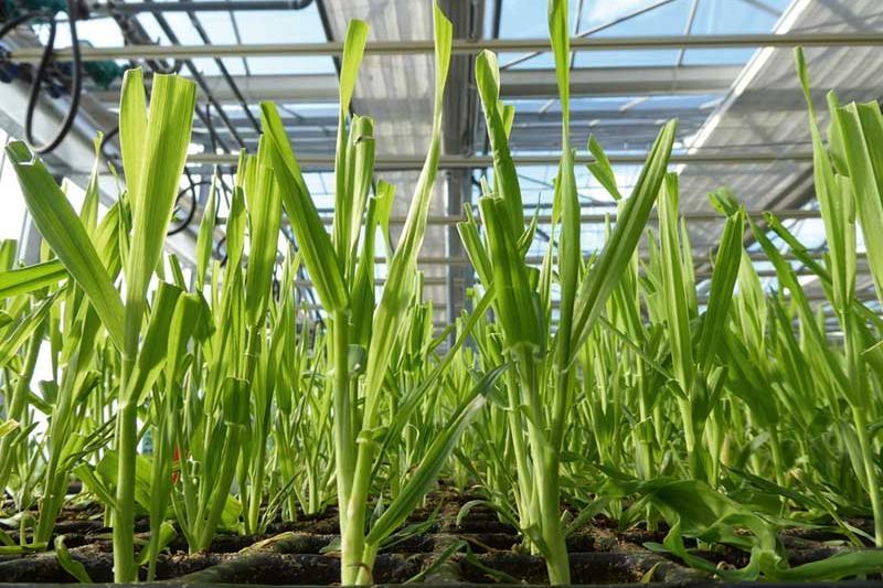 Nordsaat - Jeunes Plantes