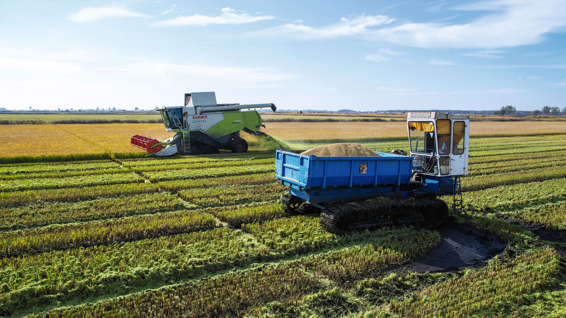 Récolte de riz dans la Grande Plaine hongroise