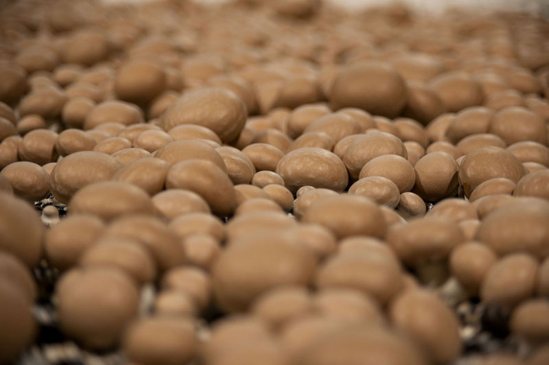 Pilzhof Pilzsubstrat Wallhausen Galerie