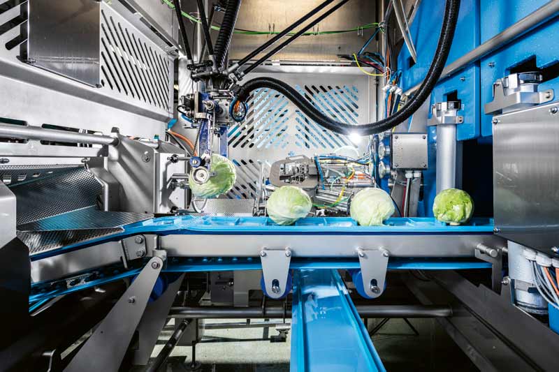 Eisberg Austria Produkcja Sałaty