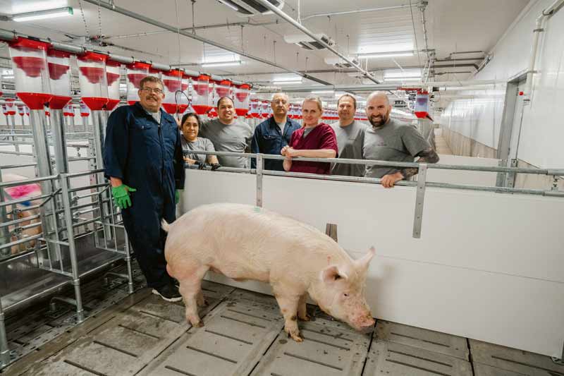 Stalle moderne TOPIGS