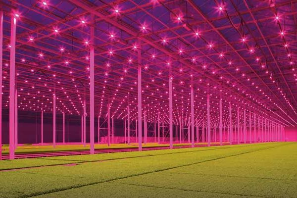 Invernadero Koppert Cress