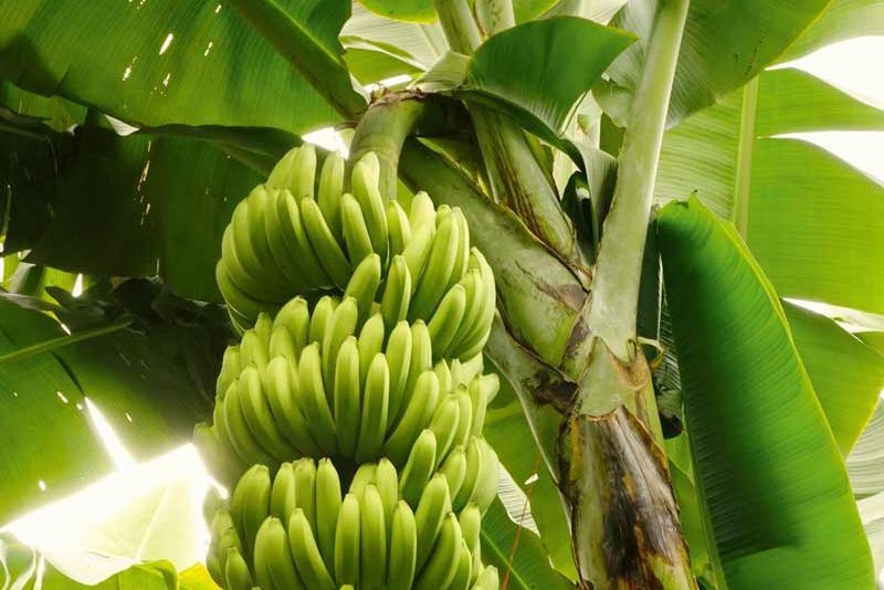 Pianta di banane internazionale Fyffes