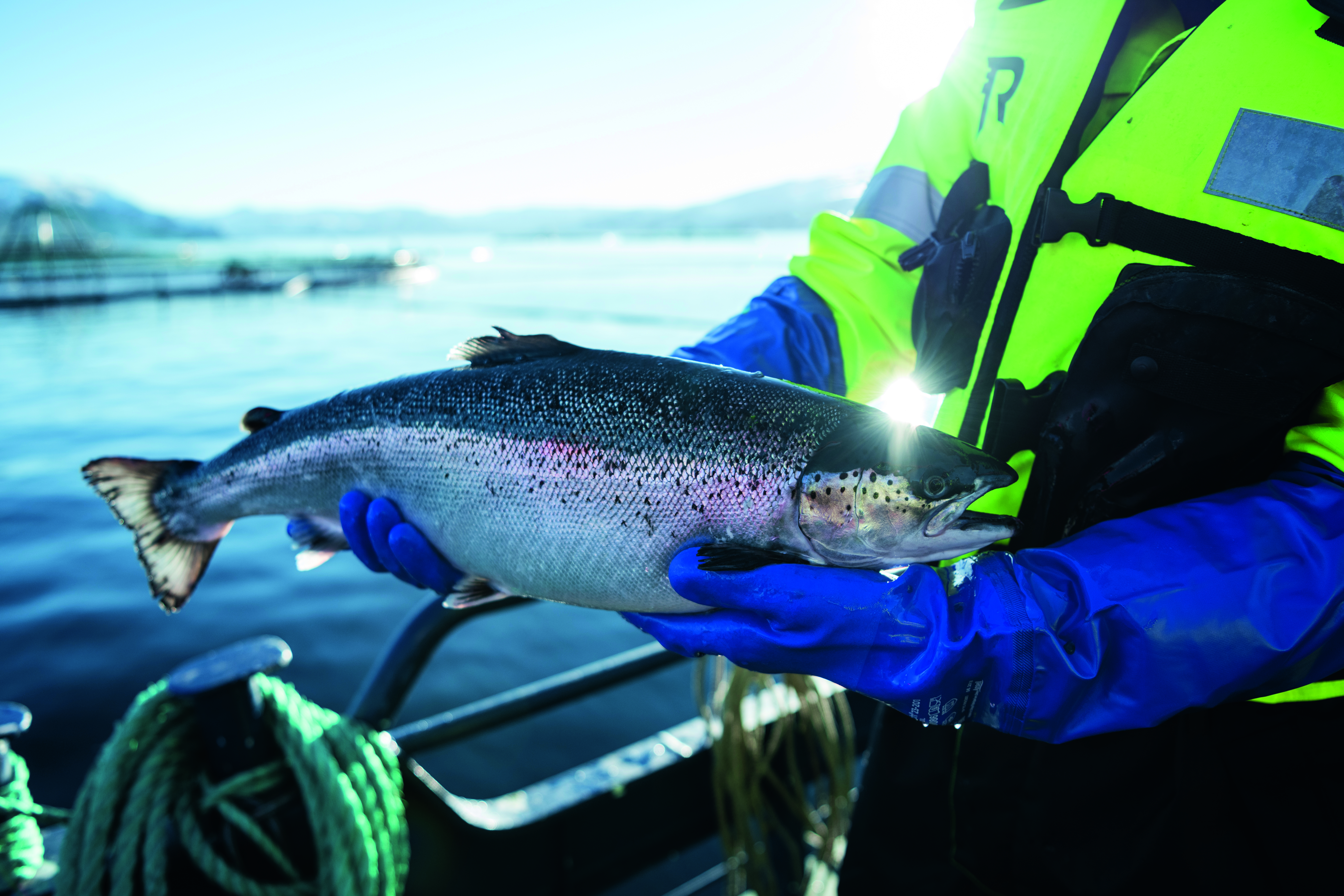 Egy egész lazac egyik Mowi-tengeri farmjáról