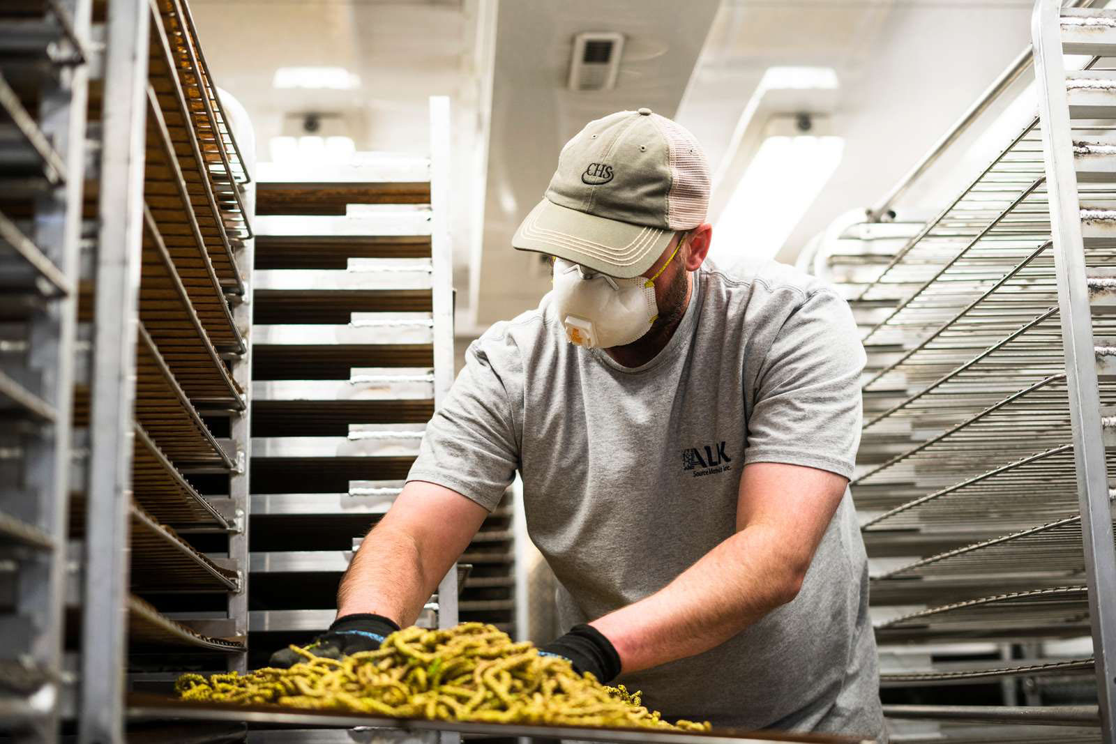 Birch pollen being processed for use in allergy immune therapies