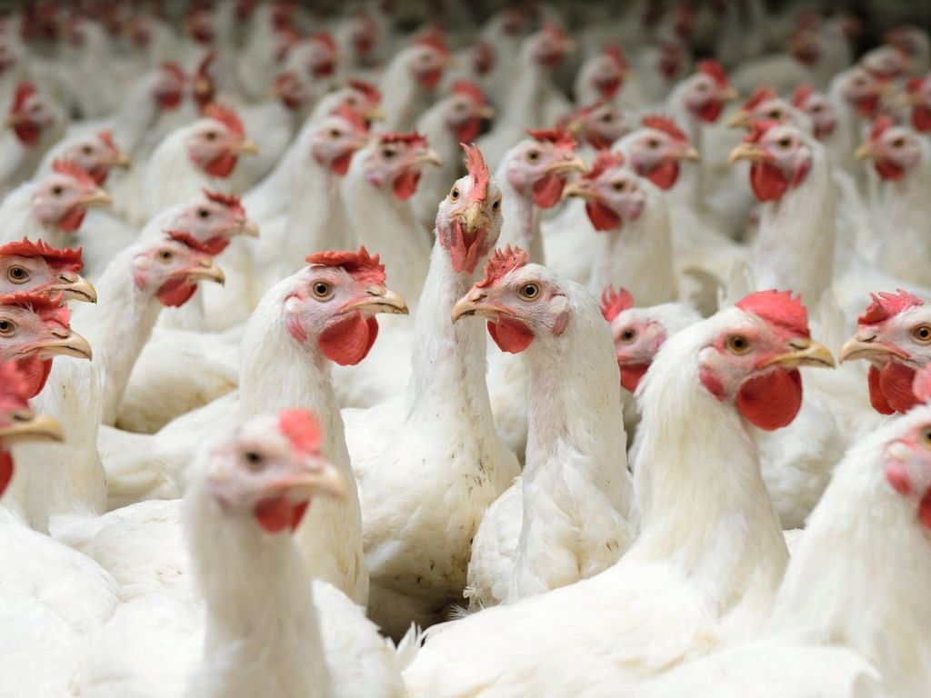 Agriculture avec un but : l'innovation et la responsabilité vont de pair