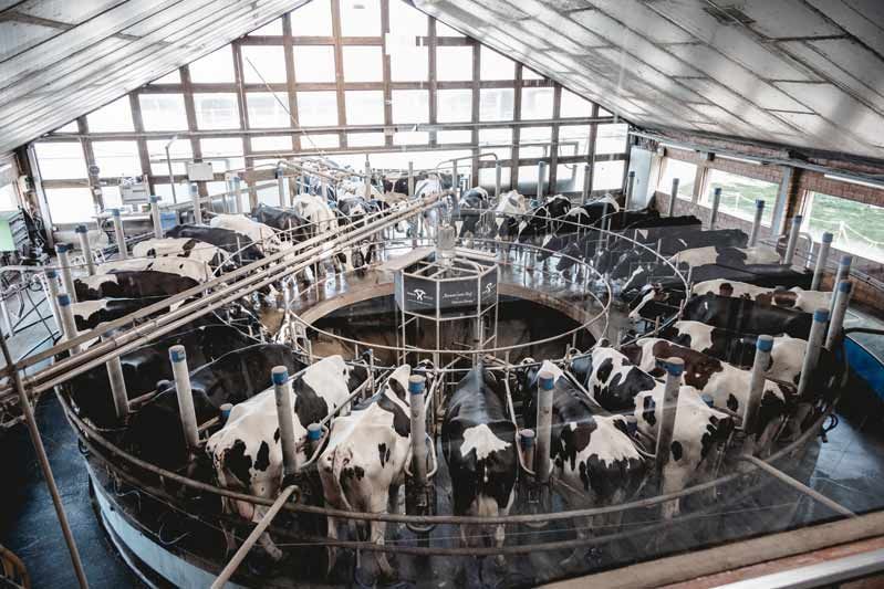 Hemme Milch - Carrousel de traite