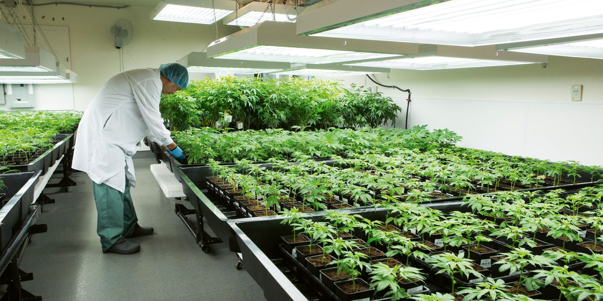 Canopy Growth Germany GmbH Canadian Plants